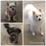 Unmistaken Stars Sanctuary Grooming MA