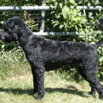 Unmistaken Stars - Grooming MA