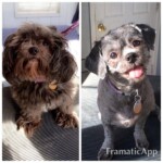 Unmistaken Stars - Dog Grooming MA