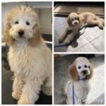 Unmistaken Stars - Dog Grooming MA