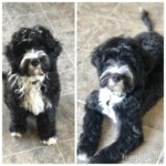 Unmistaken Stars - Dog Grooming MA