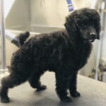 Grooming Unmistaken Stars Hubbardston MA