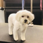 Unmistaken Stars - Dog Grooming MA