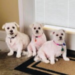 Unmistaken Stars - Dog Grooming MA