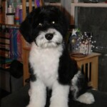 Unmistaken Stars - Dog Grooming MA