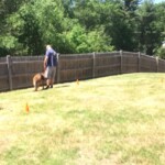 Unmistaken Stars Group Puppy Kindergarten Hubbardston MA