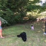 Unmistaken Stars Group Canine Classes Hubbardston MA